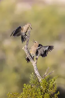 Buckeye Prints: USA, Arizona, Buckeye. Pair of gila woodpeckers on cholla skeleton