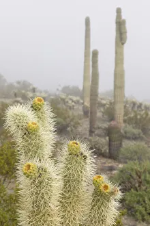 USA, Arizona, Buckeye. Saguaro and cholla cacti in fog. Credit as