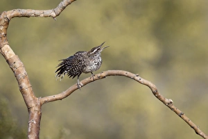 Buckeye Prints: USA, Arizona, Buckeye. Singing cactus wren on branch