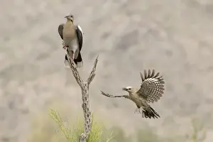 Cactus Prints: USA, Arizona, Buckeye. White-winged Dove and female gila woodpecker