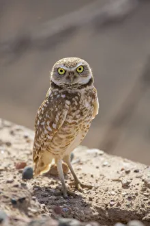 Images Dated 24th January 2021: USA, Arizona. Burrowing owl close-up