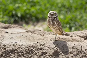 Images Dated 24th January 2021: USA, Arizona. Burrowing owl close-up