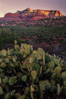 Cacti Prints: USA, Arizona. Cacti in desert and mountain landscape