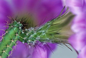 Images Dated 10th March 2007: USA, Arizona. Cactus with blossom in spring