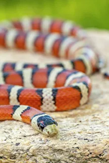 Images Dated 25th June 2023: USA, Arizona. Captive Sonora mountain kingsnake