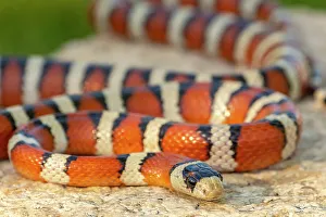 Images Dated 25th June 2023: USA, Arizona. Captive Sonora mountain kingsnake