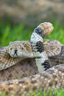 Warning Prints: USA, Arizona. Captive western diamondback rattlesnake and rattle