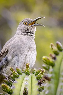 Images Dated 2021 July: USA, Arizona, Catalina. Adult male curved-bill thrasher bird calling
