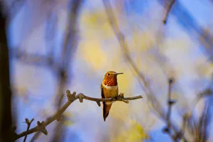 Images Dated 2021 July: USA, Arizona, Catalina. Adult male rufous hummingbird on limb