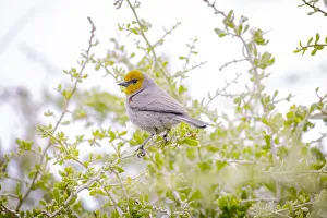 Images Dated 2021 July: USA, Arizona, Catalina. Adult verdin bird in tree