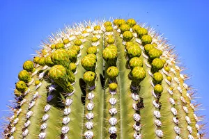 Images Dated 2021 July: USA, Arizona, Catalina. Barrel cactus with flower buds about to bloom