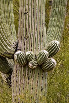 Images Dated 2021 July: USA, Arizona, Catalina. Close-up of saguaro cactus buds