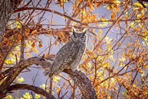 Images Dated 2021 July: USA, Arizona, Catalina. Great-horned owl in tree