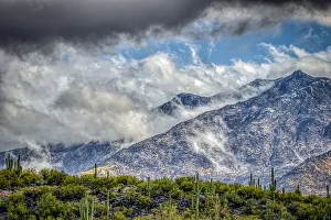 Cacti Prints: USA, Arizona, Catalina Mountains