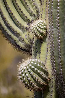 Images Dated 2021 July: USA, Arizona, Catalina. Saguaro cactus close-up