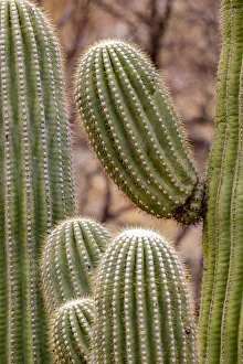 Images Dated 3rd July 2021: USA, Arizona, Catalina. Saguaro cactus close-up