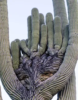 Grow Prints: USA, Arizona, Catalina State Park, saguaro cactus, Carnegiea gigantea