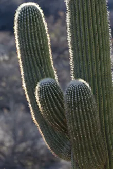 Images Dated 4th June 2021: USA, Arizona, Catalina State Park, saguaro cactus, Carnegiea gigantea