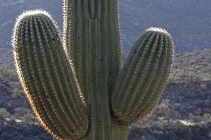 Images Dated 2nd June 2021: USA, Arizona, Catalina State Park, saguaro cactus, Carnegiea gigantea