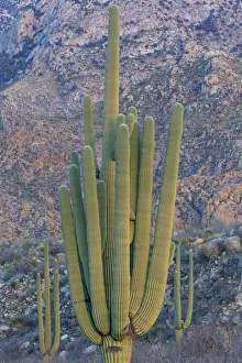 Images Dated 4th June 2021: USA, Arizona, Catalina State Park, saguaro cactus, Carnegiea gigantea