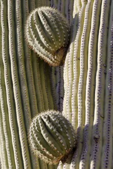 Images Dated 2nd June 2021: USA, Arizona, Catalina State Park, saguaro cactus, Carnegiea gigantea
