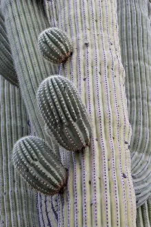 Images Dated 4th June 2021: USA, Arizona, Catalina State Park, saguaro cactus, Carnegiea gigantea