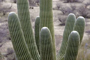 USA, Arizona, Catalina State Park, saguaro cactus, Carnegiea gigantea