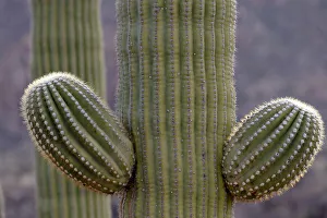 Images Dated 4th June 2021: USA, Arizona, Catalina State Park, saguaro cactus, Carnegiea gigantea