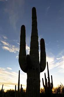 USA, Arizona, Catalina State Park, saguaro cactus, Carnegiea gigantea
