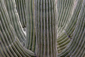 USA, Arizona, Catalina State Park, saguaro cactus, Carnegiea gigantea