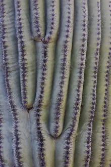 Images Dated 4th June 2021: USA, Arizona, Catalina State Park, saguaro cactus, Carnegiea gigantea