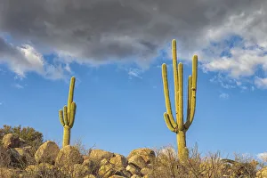 Images Dated 4th June 2021: USA, Arizona, Catalina State Park, saguaro cactus, Carnegiea gigantea