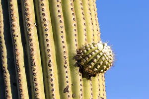Images Dated 2nd June 2021: USA, Arizona, Catalina State Park, saguaro cactus, Carnegiea gigantea