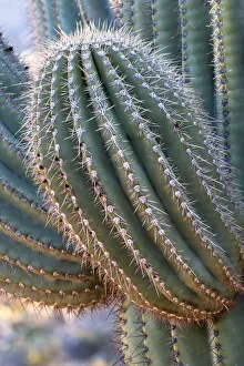 USA, Arizona, Catalina State Park, saguaro cactus, Carnegiea gigantea