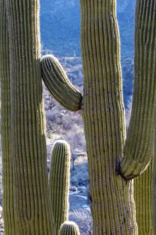 Images Dated 4th June 2021: USA, Arizona, Catalina State Park, saguaro cactus, Carnegiea gigantea