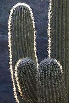 Images Dated 2nd June 2021: USA, Arizona, Catalina State Park, saguaro cactus, Carnegiea gigantea