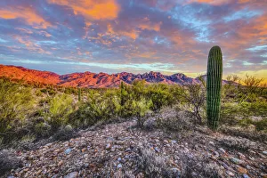 Bush Prints: USA, Arizona, Catalina State Park. Sunset landscape with Catalina Mountains and desert