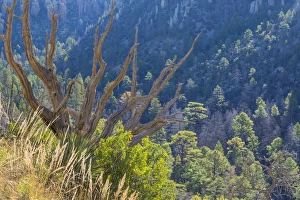 Images Dated 18th November 2014: USA, Arizona, Chiricahua National Monument. Dead juniper tree frames mountain forest
