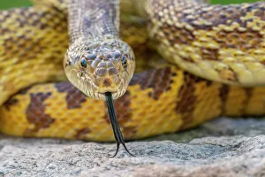 Snake Prints: USA, Arizona. Close-up of captive gopher snake