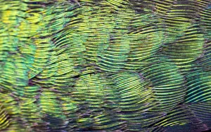 Images Dated 24th January 2021: USA, Arizona. Close-up of hummingbird feathers