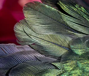 Images Dated 24th January 2021: USA, Arizona. Close-up of hummingbird feathers