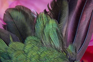 Images Dated 24th January 2021: USA, Arizona. Close-up of hummingbird feathers