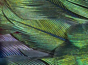 Images Dated 8th October 2021: USA, Arizona. Close-up of hummingbird feathers