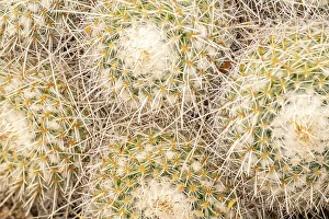 New Images October 2024 Prints: USA, Arizona. Close-up of mammillaria cacti