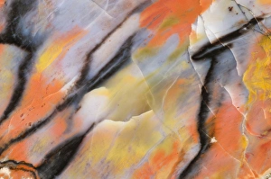 Images Dated 5th April 2009: USA, Arizona. Close-up of petrified wood. Credit as: Dennis Kirkland / Jaynes Gallery
