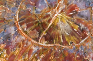 Images Dated 6th April 2009: USA, Arizona. Close-up of petrified wood. Credit as: Dennis Kirkland / Jaynes Gallery