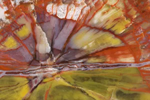 Images Dated 5th April 2009: USA, Arizona. Close-up of petrified wood. Credit as: Dennis Kirkland / Jaynes Gallery
