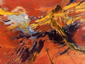 USA, Arizona. Close-up of petrified wood