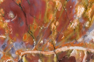Images Dated 6th April 2009: USA, Arizona. Close-up of petrified wood