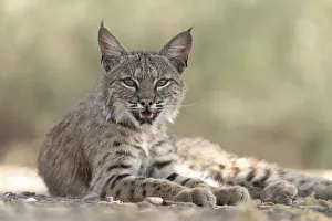 Images Dated 15th June 2021: USA, Arizona. Close-up of resting female bobcat